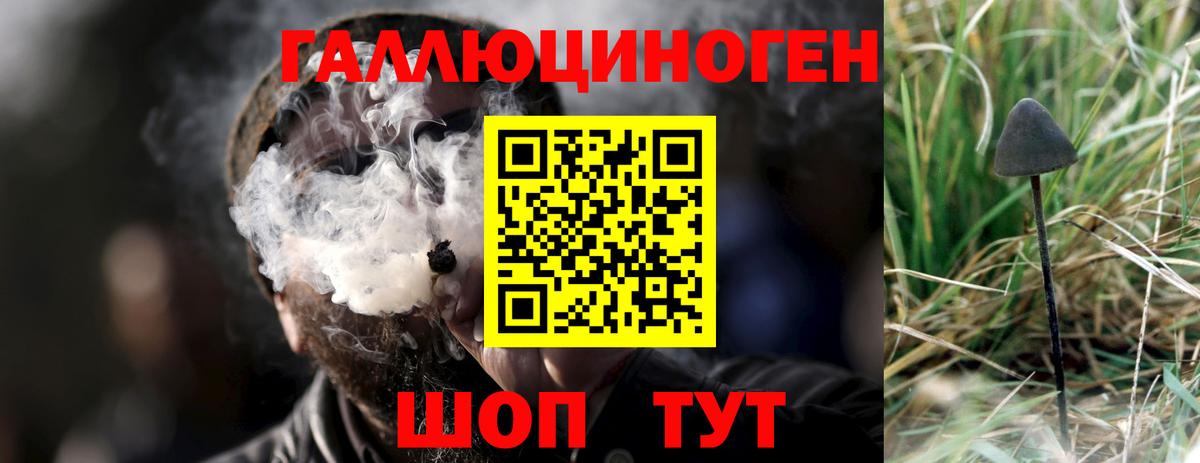 как найти закладки  Вход с VPN  Абинск  Псилоцибиновые грибы MAGIC MUSHROOMS 